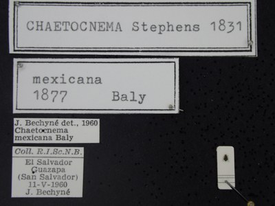 BE-RBINS-ENT Chaetocnema mexicana K38_Chaetocnema-mex-pica-001 Label.JPG