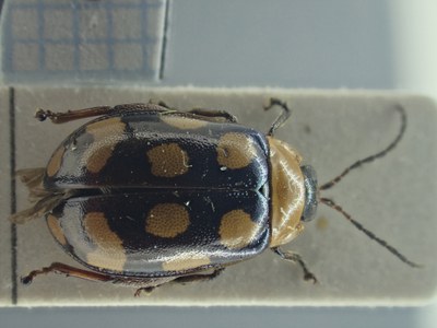 BE-RBINS-ENT Alagoasa bipunctata K39_D01_027 Dorsal.jpg