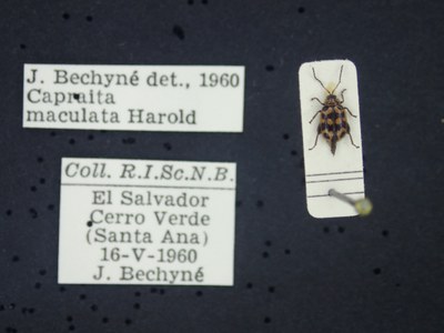 BE-RBINS-ENT Capraita maculata K39_D02_002 Label.JPG