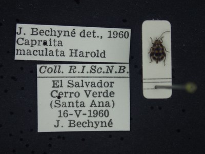 BE-RBINS-ENT Capraita maculata K39_D02_003 Label.JPG