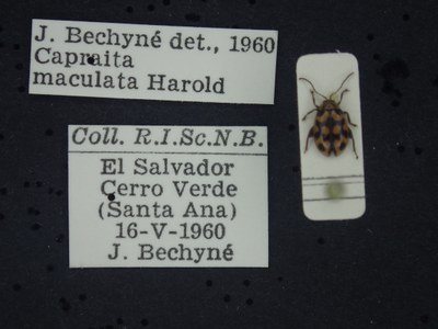 BE-RBINS-ENT Capraita maculata K39_D02_010 Label.JPG