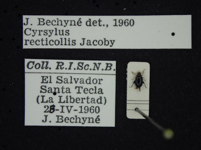 BE-RBINS-ENT Cyrsylus recticollis K39_D03_054 Label.JPG