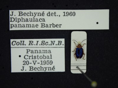 BE-RBINS-ENT Diphaulaca panamae K39_D05_001 Label.JPG