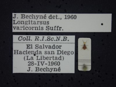 BE-RBINS-ENT Longitarsus varicornis K39_D07_001 Label.JPG