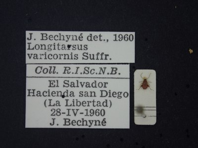 BE-RBINS-ENT Longitarsus varicornis K39_D07_005 Label.JPG