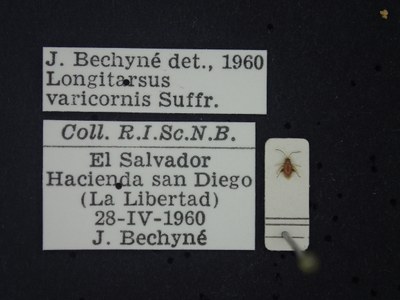 BE-RBINS-ENT Longitarsus varicornis K39_D07_006 Label.JPG