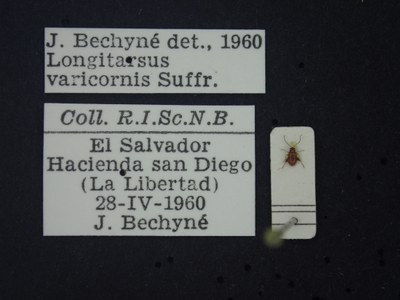 BE-RBINS-ENT Longitarsus varicornis K39_D07_007 Label.JPG