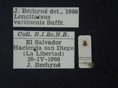 BE-RBINS-ENT Longitarsus varicornis K39_D07_010 Label.JPG