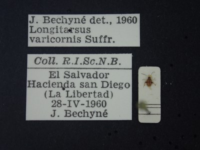 BE-RBINS-ENT Longitarsus varicornis K39_D07_013 Label.JPG