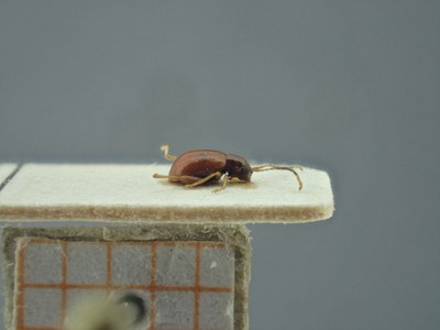 BE-RBINS-ENT Longitarsus varicornis K39_D07_018 Lateral.jpg BE-RBINS-ENT Longitarsus varicornis K39_D07_018 Lateral.jpg