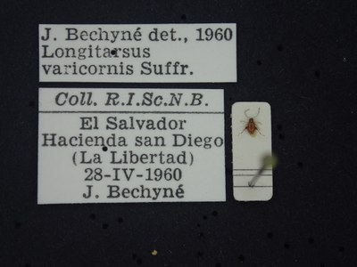 BE-RBINS-ENT Longitarsus varicornis K39_D07_020 Label.JPG