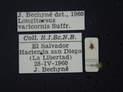 BE-RBINS-ENT Longitarsus varicornis K39_D07_027 Label.JPG