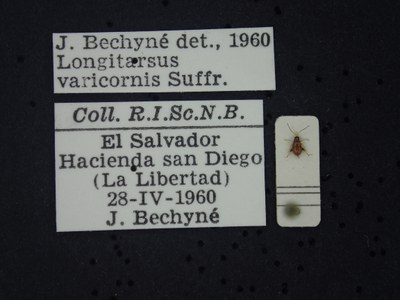 BE-RBINS-ENT Longitarsus varicornis K39_D07_028 Label.JPG