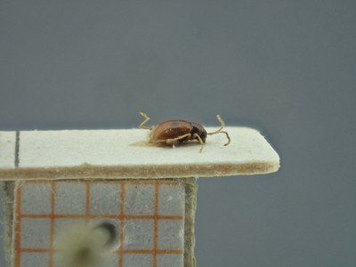 BE-RBINS-ENT Longitarsus varicornis K39_D07_029 Lateral.jpg BE-RBINS-ENT Longitarsus varicornis K39_D07_029 Lateral.jpg