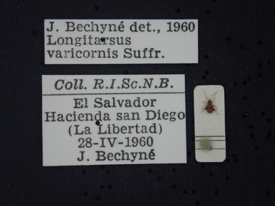 BE-RBINS-ENT Longitarsus varicornis K39_D07_030 Label.JPG