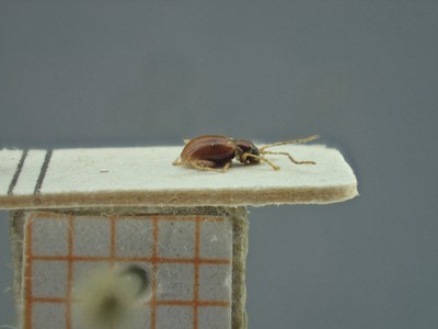 BE-RBINS-ENT Longitarsus varicornis K39_D07_030 Lateral.jpg BE-RBINS-ENT Longitarsus varicornis K39_D07_030 Lateral.jpg