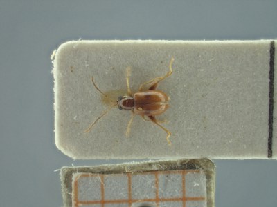 BE-RBINS-ENT Longitarsus varicornis K39_D07_033 Dorsal.jpg