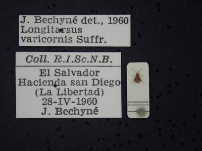 BE-RBINS-ENT Longitarsus varicornis K39_D07_033 Label.JPG