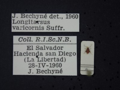 BE-RBINS-ENT Longitarsus varicornis K39_D07_034 Label.JPG