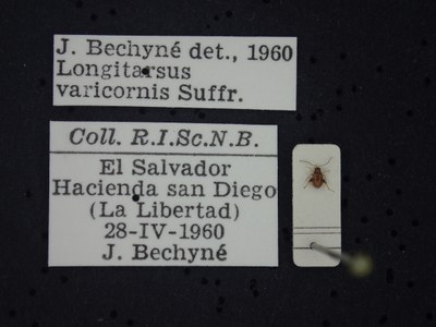 BE-RBINS-ENT Longitarsus varicornis K39_D07_036 Label.JPG