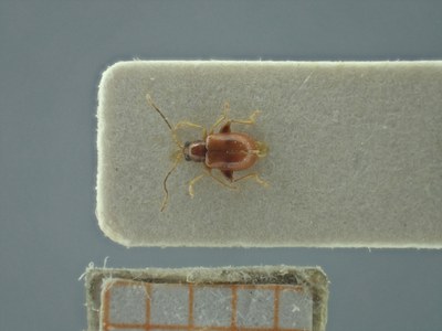 BE-RBINS-ENT Longitarsus varicornis K39_D07_038 Dorsal.jpg