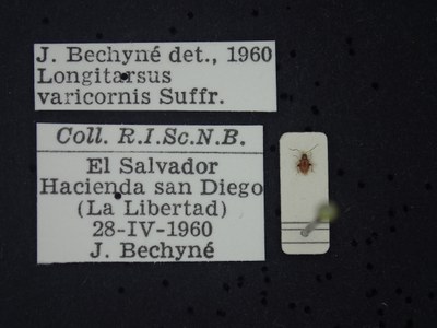 BE-RBINS-ENT Longitarsus varicornis K39_D07_038 Label.JPG