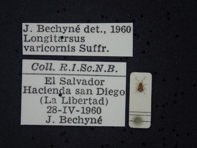 BE-RBINS-ENT Longitarsus varicornis K39_D07_039 Label.JPG