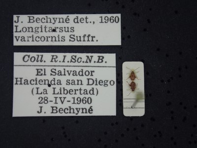 BE-RBINS-ENT Longitarsus varicornis K39_D07_042 Label.JPG