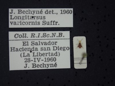 BE-RBINS-ENT Longitarsus varicornis K39_D07_044 Label.JPG