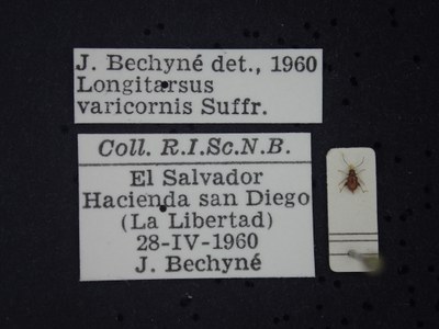 BE-RBINS-ENT Longitarsus varicornis K39_D07_047 Label.JPG