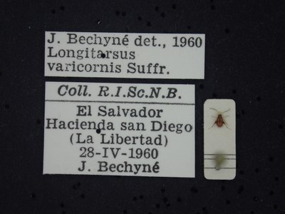 BE-RBINS-ENT Longitarsus varicornis K39_D07_053 Label.JPG