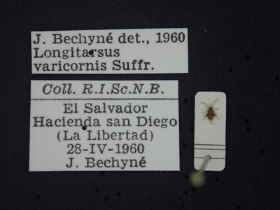 BE-RBINS-ENT Longitarsus varicornis K39_D07_054 Label.JPG