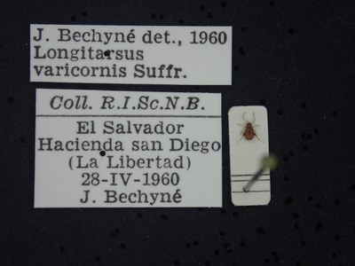 BE-RBINS-ENT Longitarsus varicornis K39_D07_055 Label.JPG