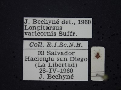 BE-RBINS-ENT Longitarsus varicornis K39_D07_056 Label.JPG