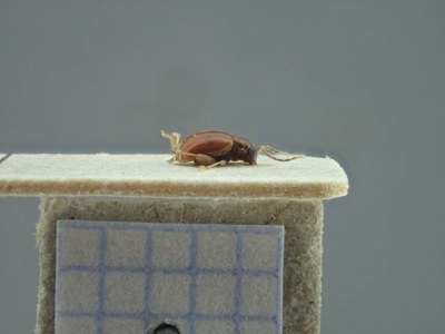 BE-RBINS-ENT Longitarsus varicornis K39_D07_056 Lateral.jpg BE-RBINS-ENT Longitarsus varicornis K39_D07_056 Lateral.jpg