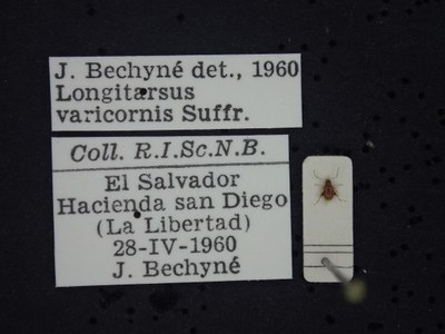 BE-RBINS-ENT Longitarsus varicornis K39_D07_057 Label.JPG