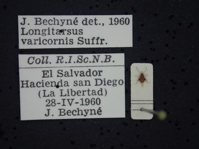 BE-RBINS-ENT Longitarsus varicornis K39_D07_059 Label.JPG