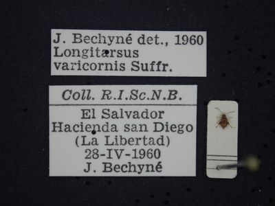 BE-RBINS-ENT Longitarsus varicornis K39_D07_061 Label.JPG