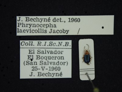 BE-RBINS-ENT Phrynocepha laevicollis K39_D08_001 Label.JPG