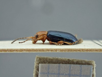 BE-RBINS-ENT Phrynocepha laevicollis K39_D08_001 Lateral.jpg BE-RBINS-ENT Phrynocepha laevicollis K39_D08_001 Lateral.jpg