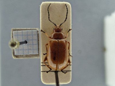 BE-RBINS-ENT Phyllotrupes acutangulus K39_D08_091 Dorsal.jpg BE-RBINS-ENT Phyllotrupes acutangulus K39_D08_091 Dorsal.jpg