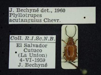 BE-RBINS-ENT Phyllotrupes acutangulus K39_D08_091 Label.JPG BE-RBINS-ENT Phyllotrupes acutangulus K39_D08_091 Label.JPG