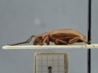 BE-RBINS-ENT Phyllotrupes acutangulus K39_D08_091 Lateral.jpg BE-RBINS-ENT Phyllotrupes acutangulus K39_D08_091 Lateral.jpg
