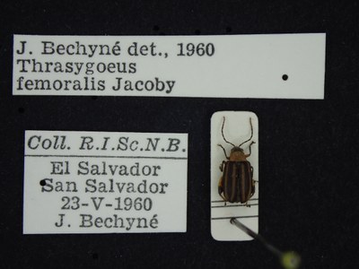 BE-RBINS-ENT Thrasygoeus femoralis K39_D09_089 Label.JPG