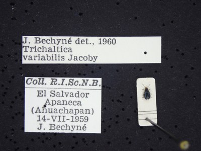 BE-RBINS-ENT Trichaltica variabilis K39_D10_001 Label.JPG