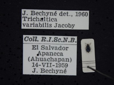 BE-RBINS-ENT Trichaltica variabilis K39_D10_002 Label.JPG