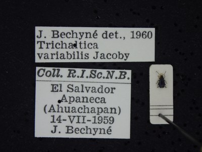 BE-RBINS-ENT Trichaltica variabilis K39_D10_003 Label.JPG