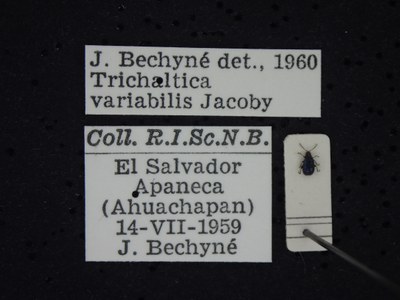 BE-RBINS-ENT Trichaltica variabilis K39_D10_012 Label.JPG