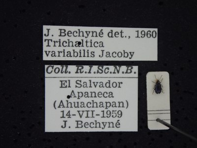 BE-RBINS-ENT Trichaltica variabilis K39_D10_014 Label.JPG