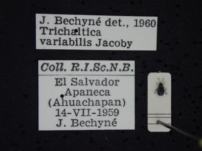 BE-RBINS-ENT Trichaltica variabilis K39_D10_016 Label.JPG